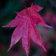DSC_6168_copy.jpg