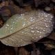 DSC_6280_copy.jpg
