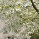 dsc_9882_copy.jpg